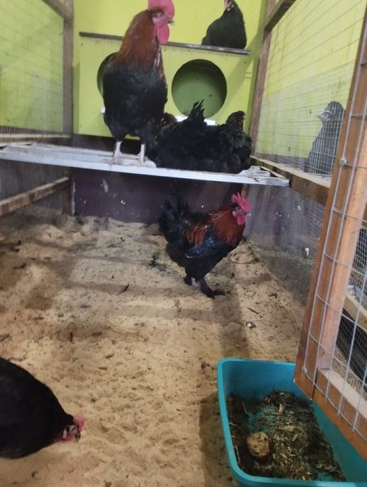 Півні Білефельдори