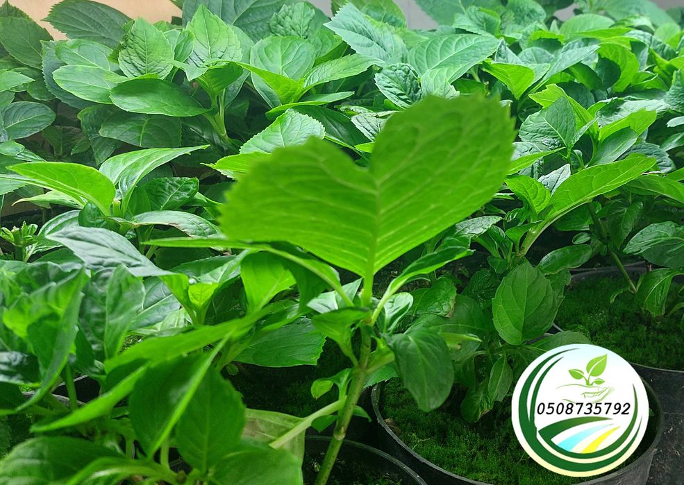 Саджанці гортензії широколиста мінлива Hydrangea Changeable