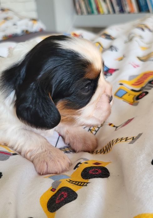 Cavalier King Charles Spaniel Suczka Tricolor