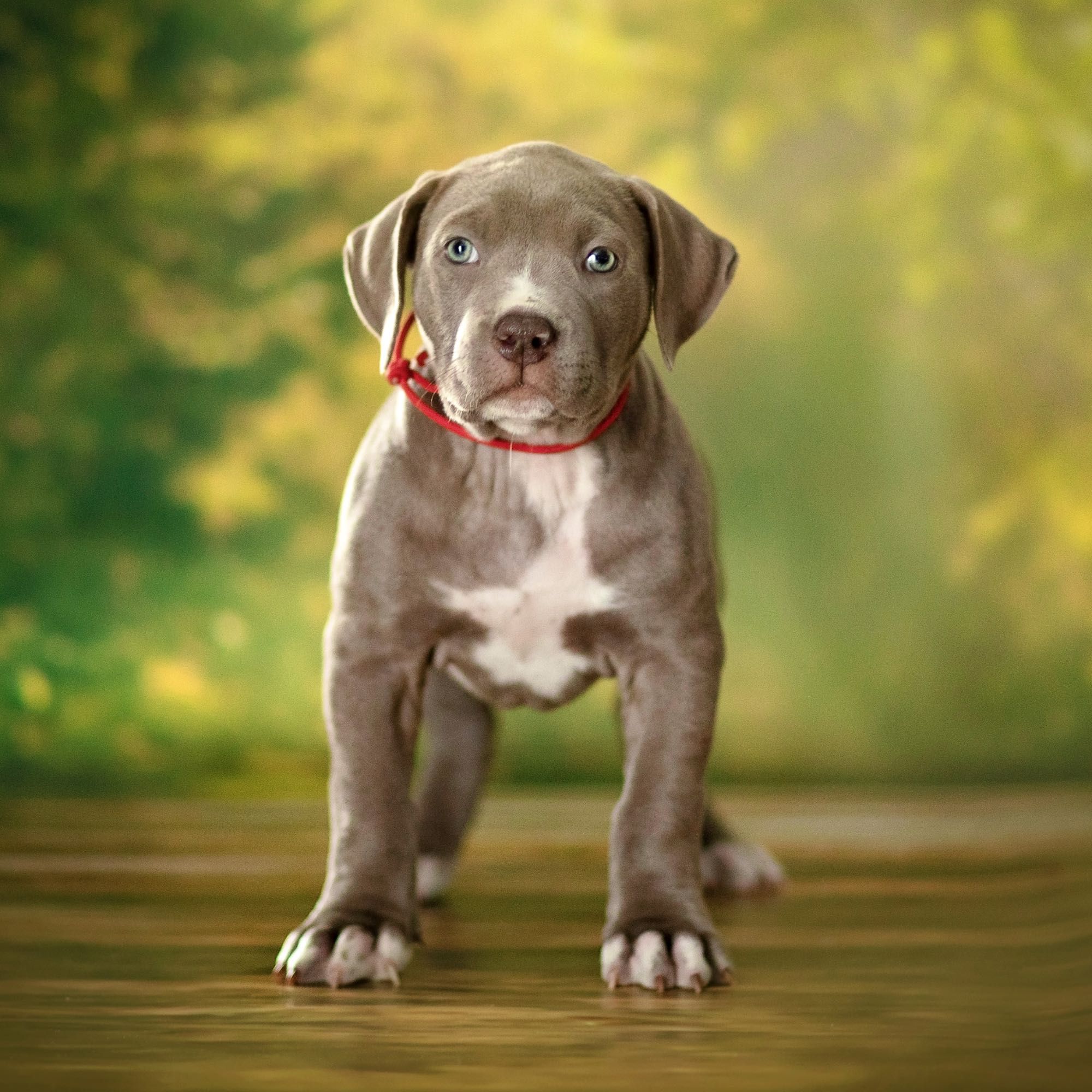 Suczka American Bully XL