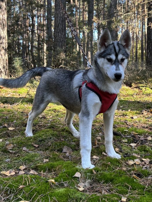 Husky – urocze szczenię z rodowodem, gotowe do odbioru