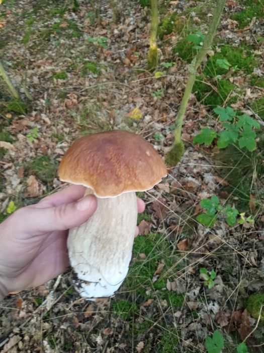 Sprzedam świeże grzyby
