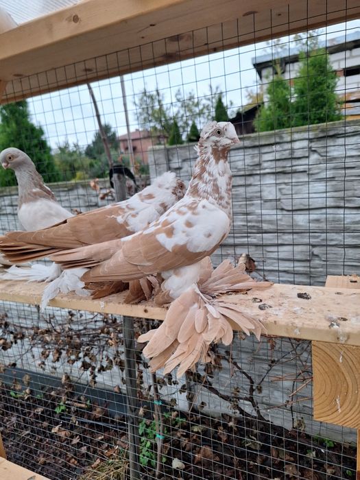 Widyn Widyny koroniate Samica