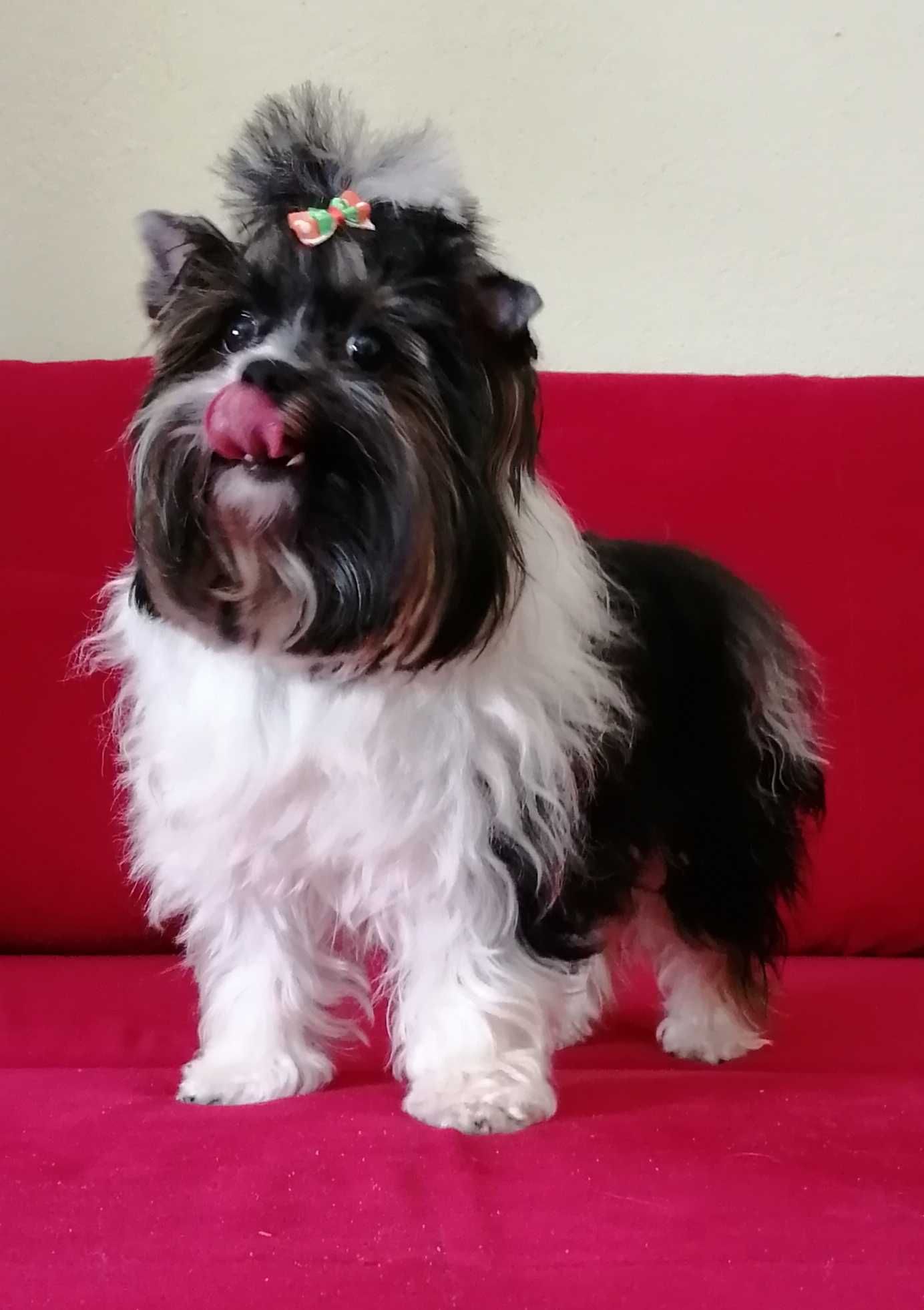 Yorkshire Terrier Biewer reproduktor.
