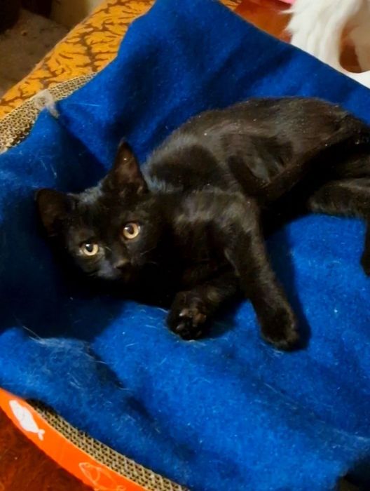 Харьков ! Отдаётся кошечка ответственным хозяевам