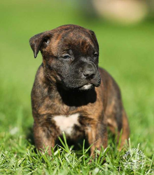 APBT PIT BULL  import USA Red Boy /Honeybunch