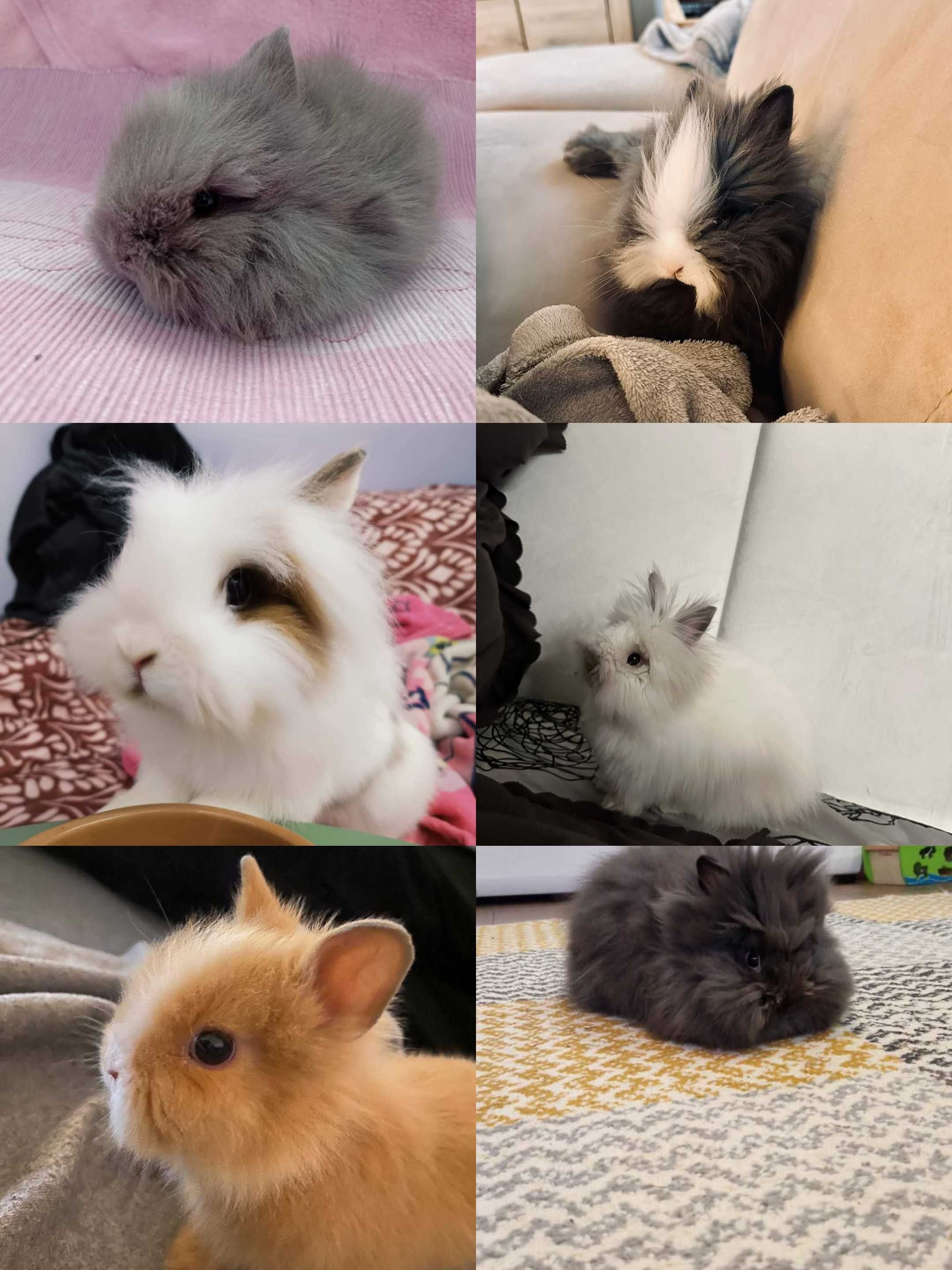 Królik Karzełek Teddy królik Miniaturka gotowe do odbioru króliczki