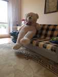 Misiek gigant. Nowy