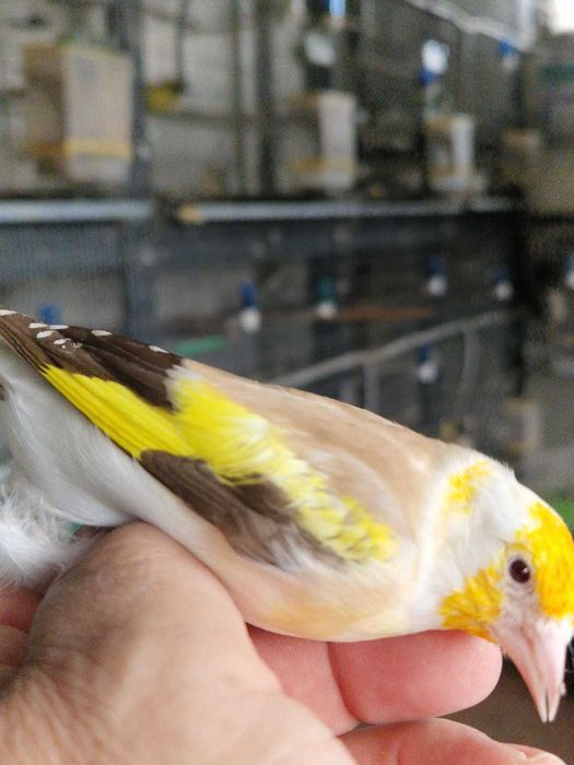 Pintassilgos Major Criador 16PT0541/B