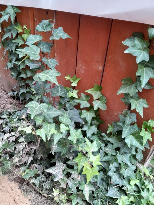 Продам плющ вічно зелений ,морозостійкий.