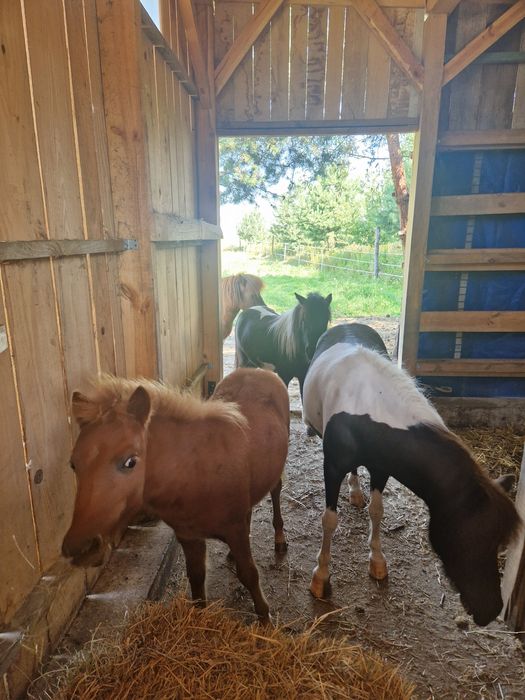 Kucyk Ogierek Wojtek