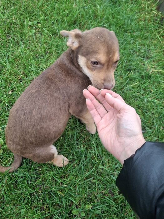 Щеня шоколадка буде невеличка 3 міс