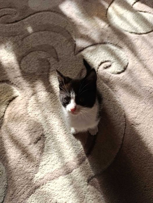 Віддам чудове кошення у добрі руки