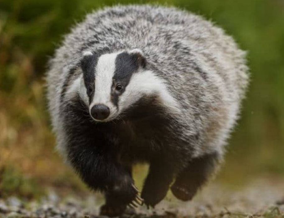 Борсучий жир топлений на паровій бані