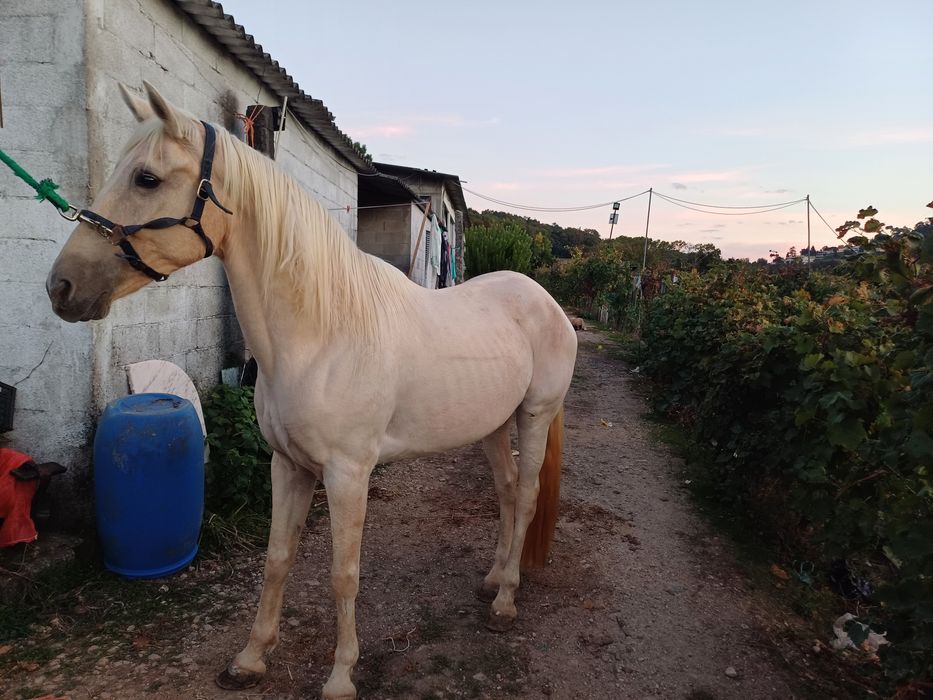 Egua cruzada lusitana