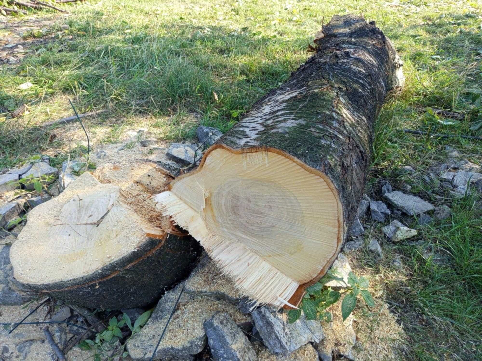 Sprzedam pień drzewa czereśni.