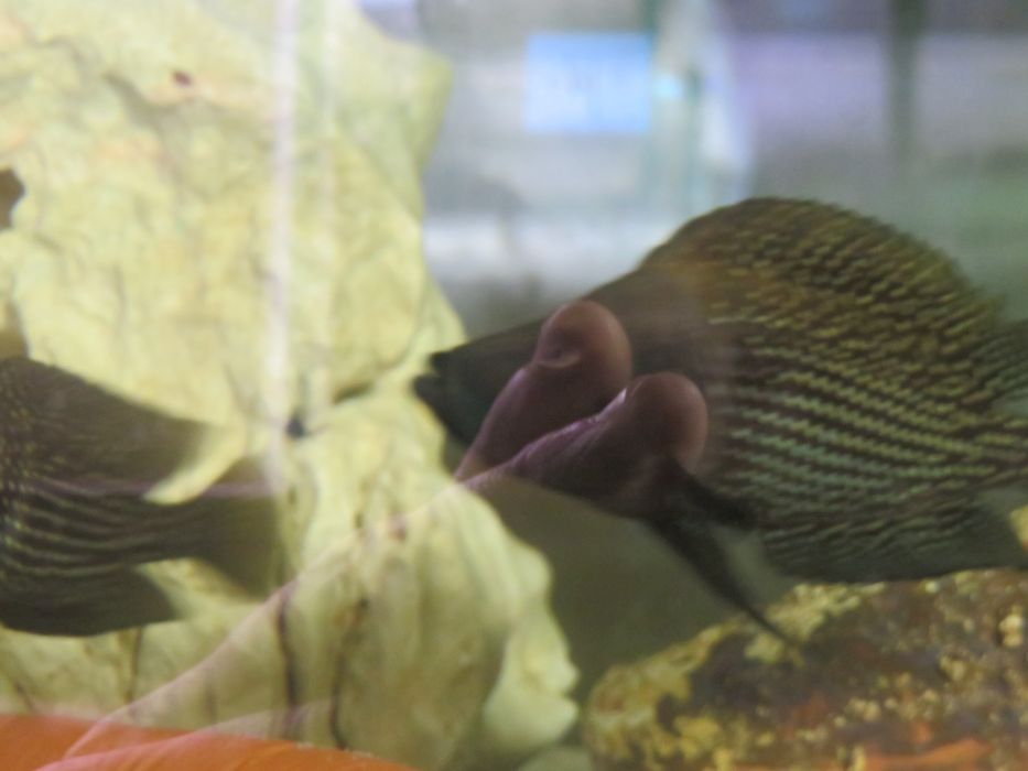 Altolamprologus calvus Black pectoral tanganika