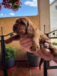 Cockapoo suczka F1