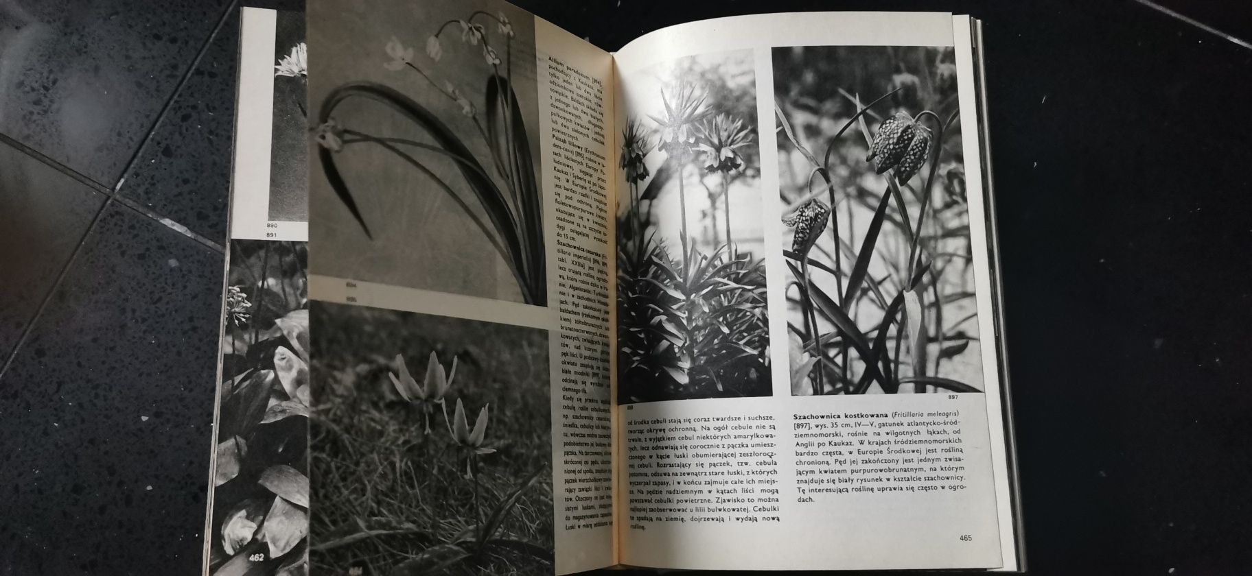 Wielki atlas roślin Novak