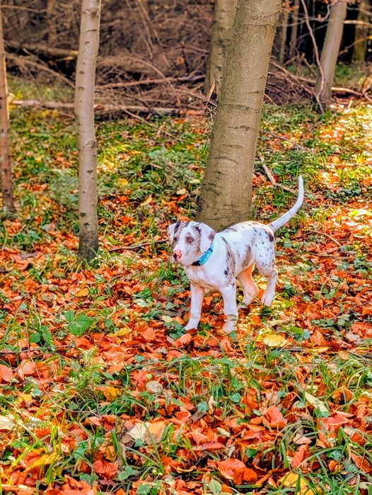 Szczeniak Dog Niemiecki