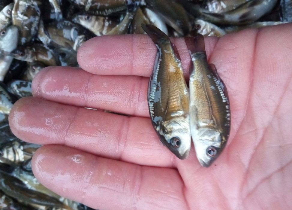 Продам малька амура,Короп, линь,толстолоб