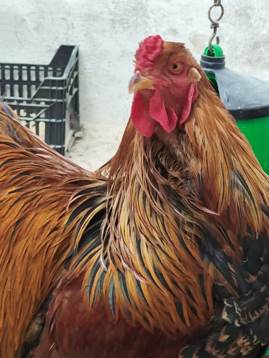 Ovos galados...vários.