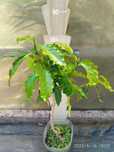 Plantas de Frutos Tropicais e Subtropicais (Cafeeiro)