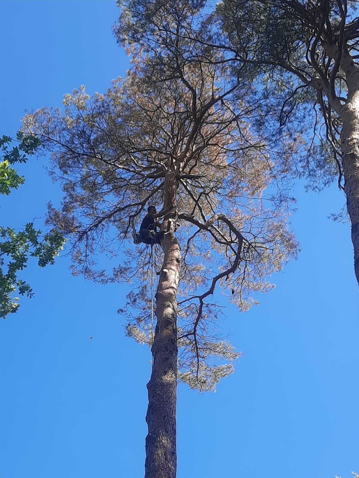 Wycinka i przycinka drzew metodą alpinistyczną