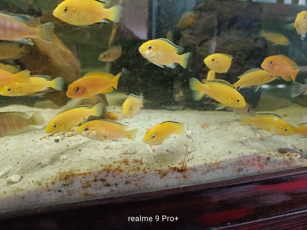 Labidochromis caeruleus