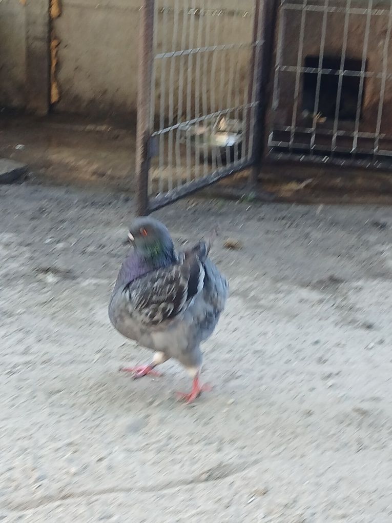 Kingi Kingi gołębie