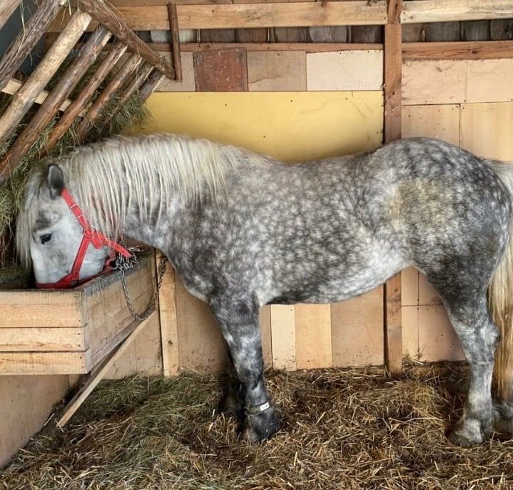 Klacz zimnokrwista siwa- 2,5 roku