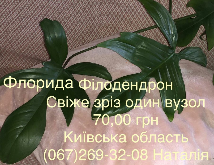 Філодендрон види