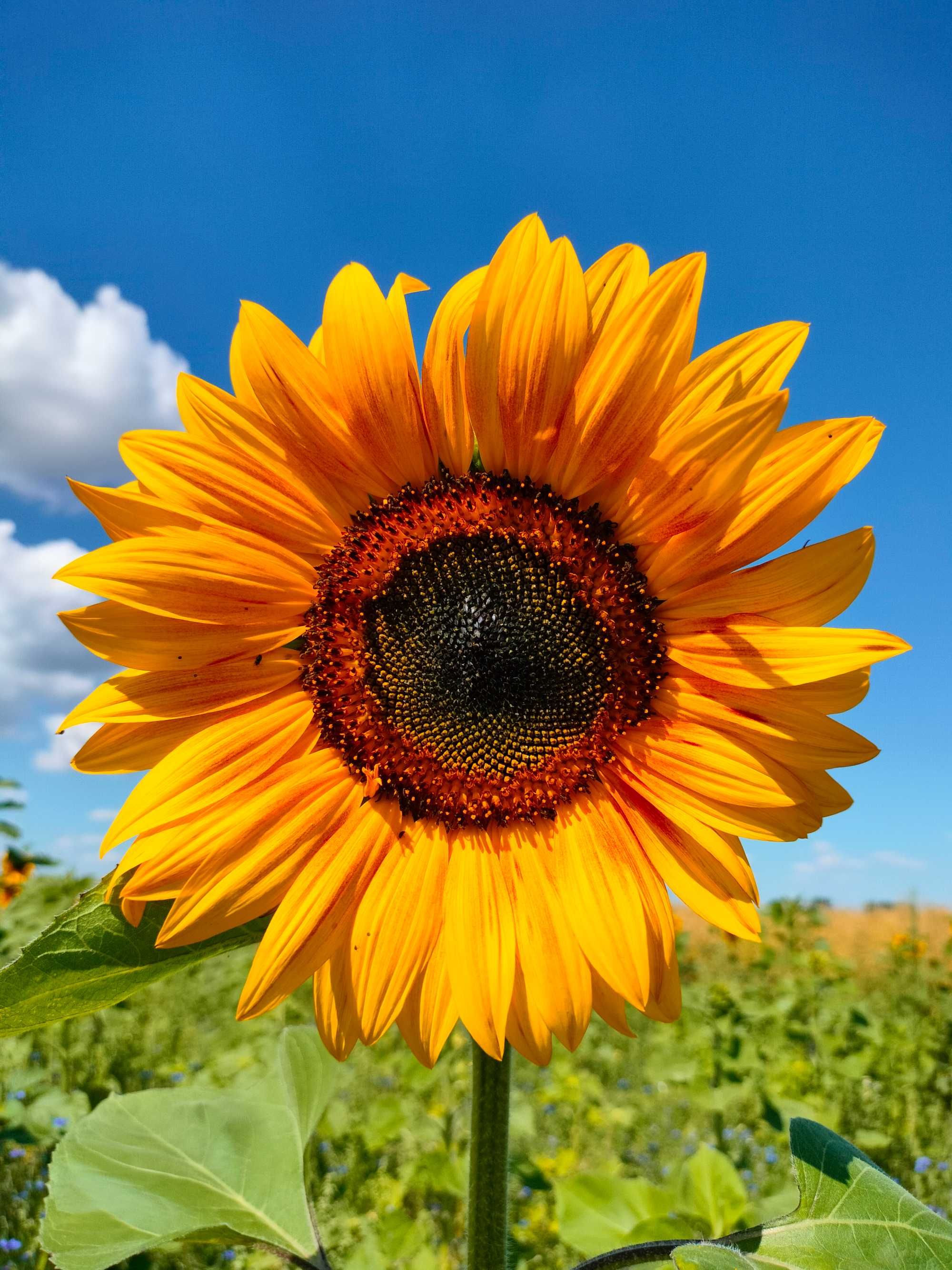 Słonecznik ozdobny na kwiat cięty nasiona FAKTURA PASZPORT - ARiMR