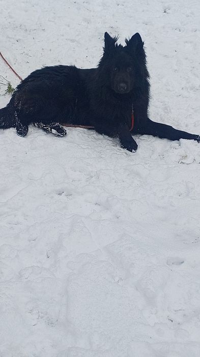 Owczarek niemiecki długowłosy