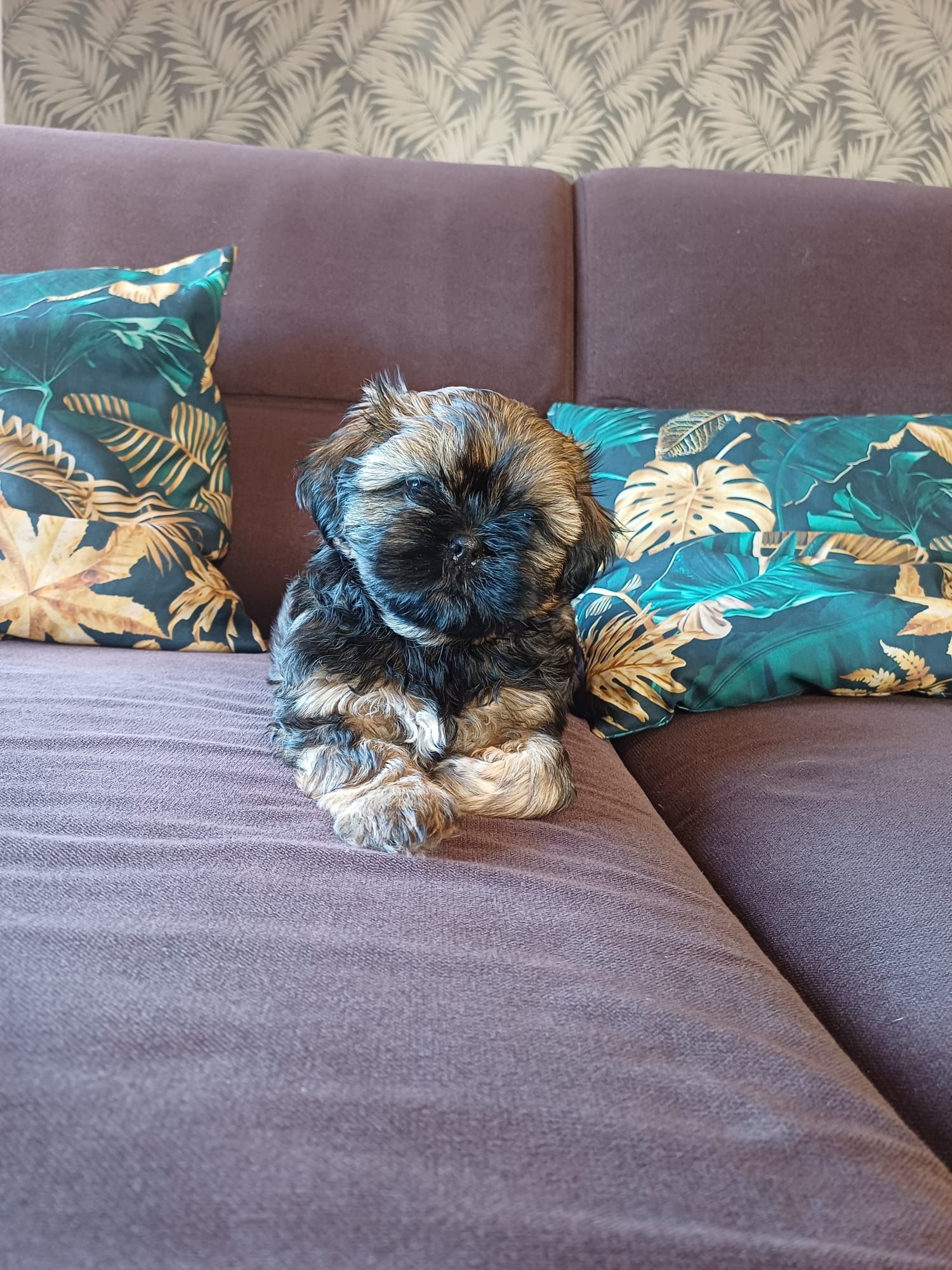 Shih Tzu brązowy chłopiec