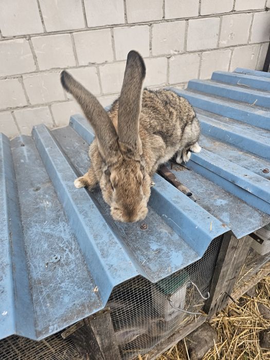 2 samce belgi po ojcu bosie