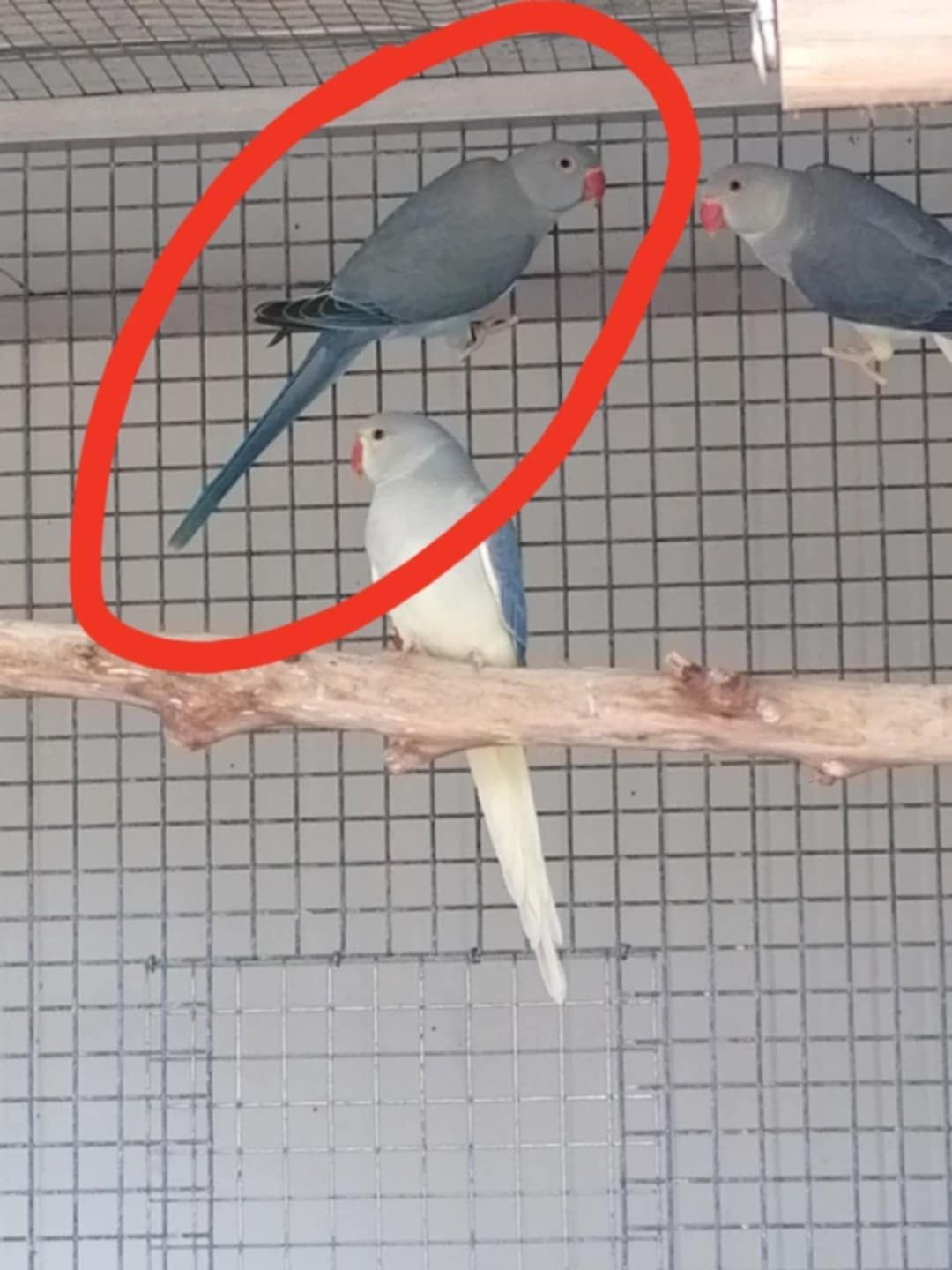 Ring neck esmeraldas
