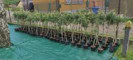 Sosna czarna pinus nigra 10 letnia