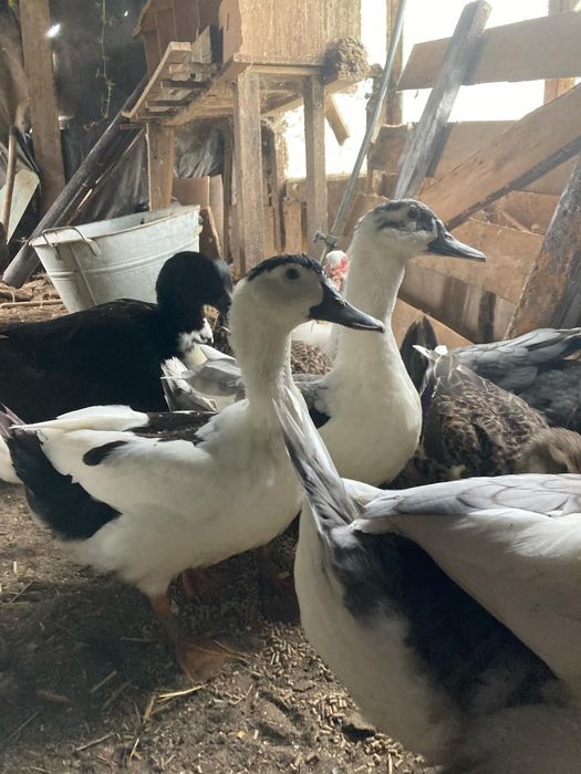 Kaczor rasy „blue swidish”