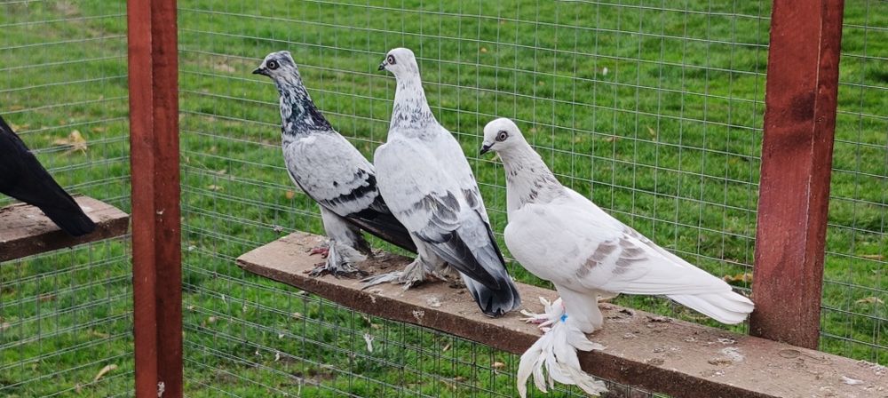 Gołębie z lotu. Wiedeńskie kosmate