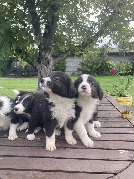 Pieski Border Collie