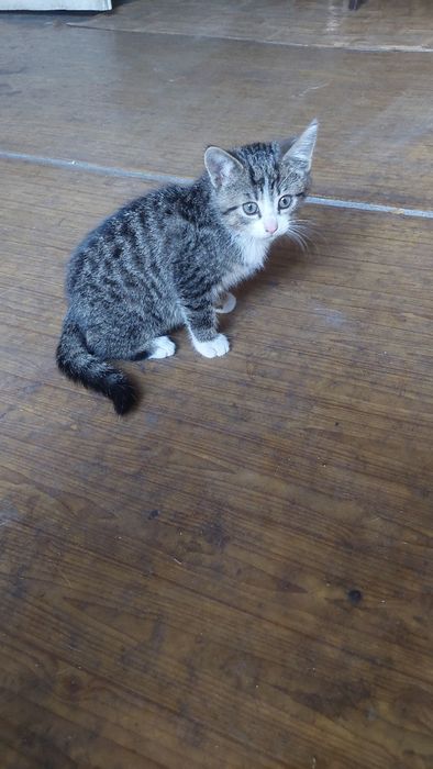 Kociaki, łowne kotki szukają domu