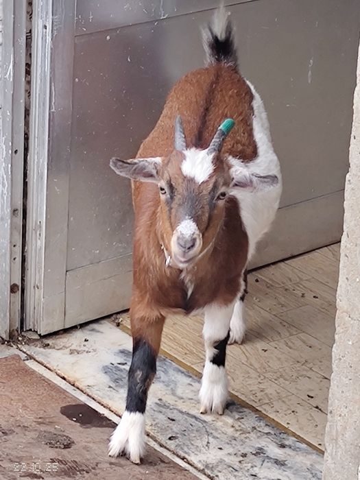 Vendo Cabra pequena
