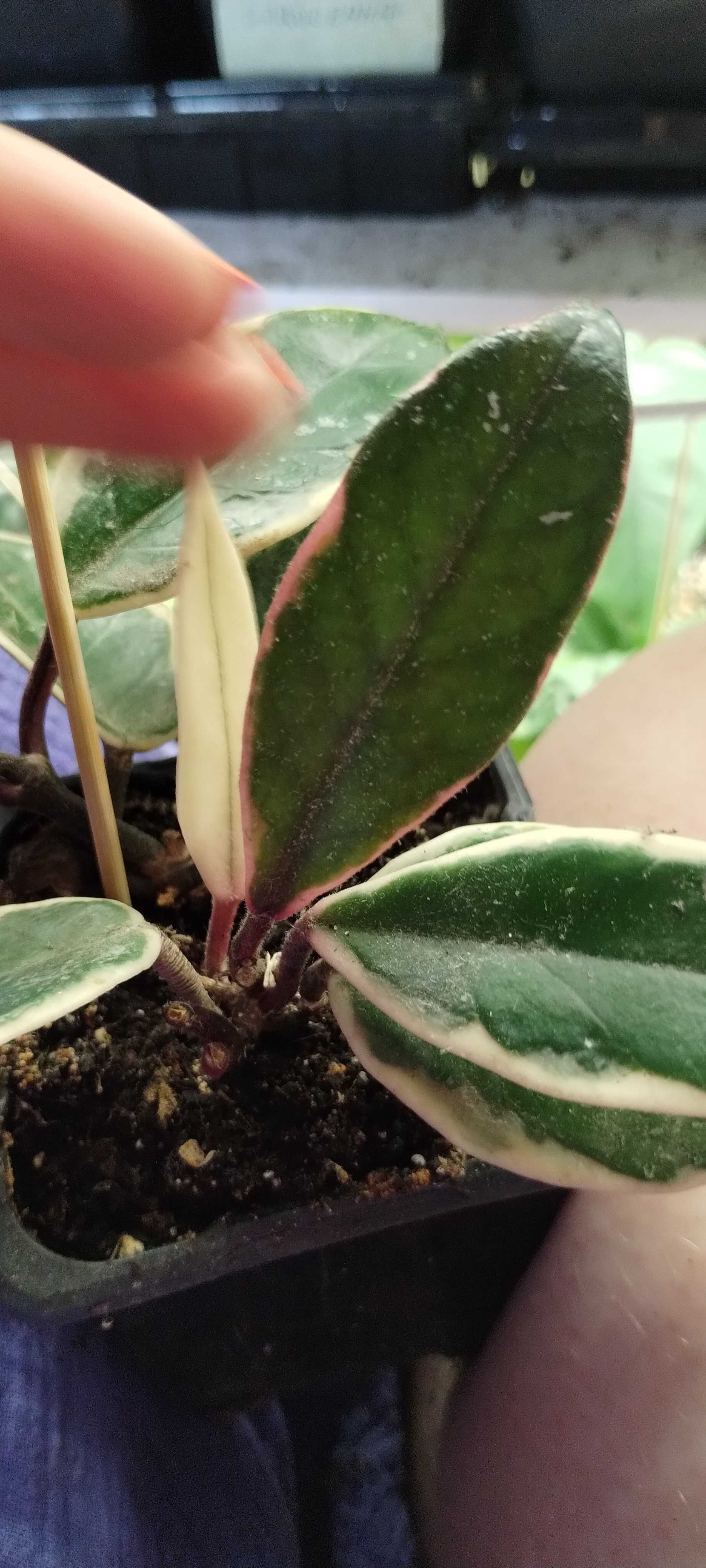 hoya flamingo dream