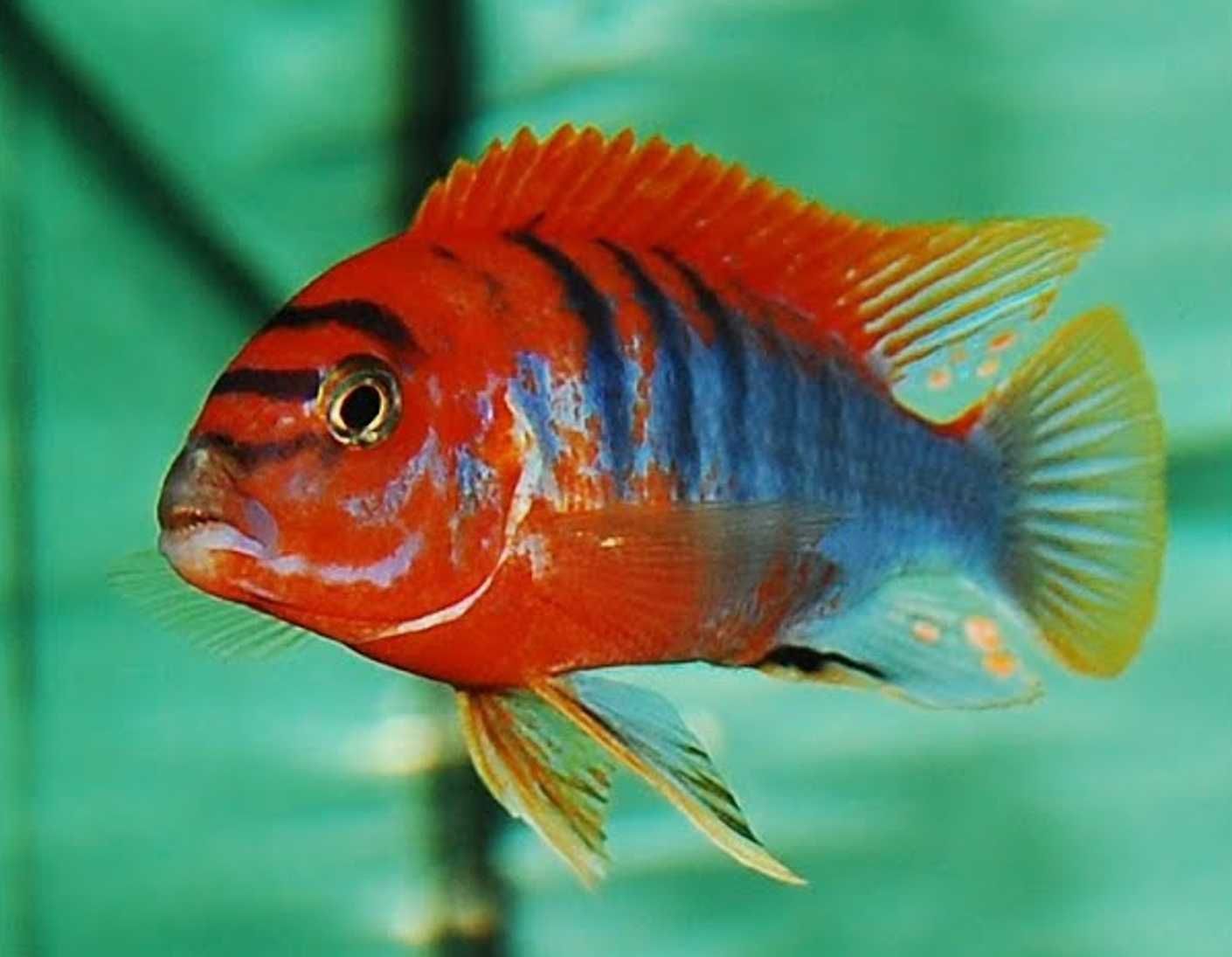 Labidochromis hongi SWEDEN - RED TOP - Pyszczak - dowozimy, wysyłamy