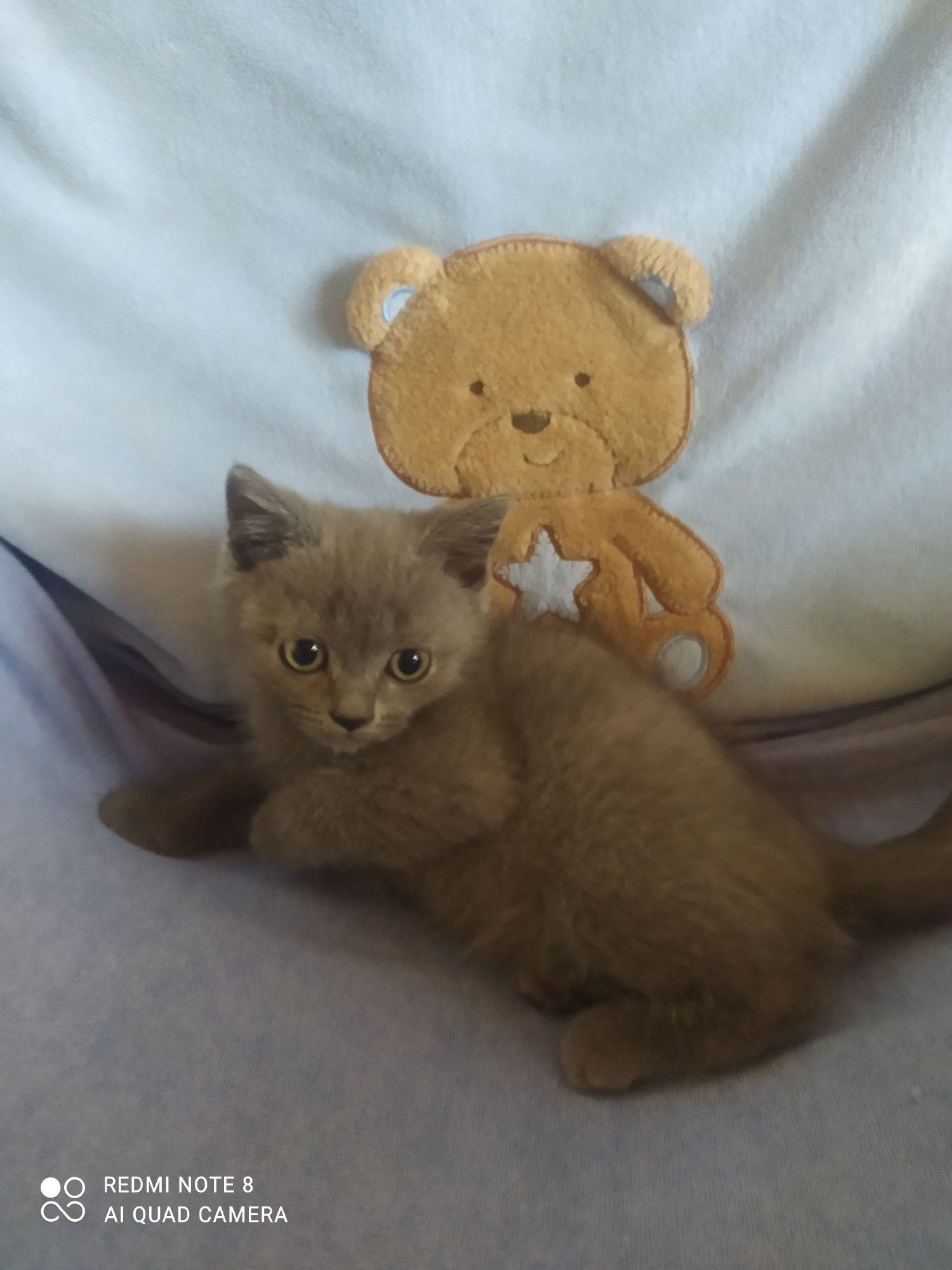 Шотландські кошенята блю поінт