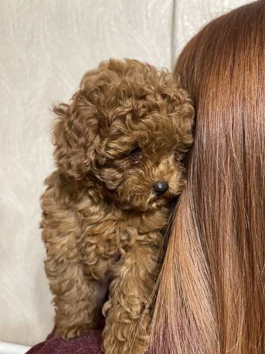 Пропонується той пудель