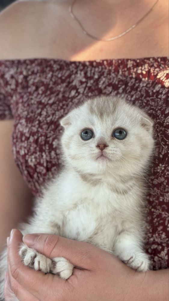 Британські кошенята