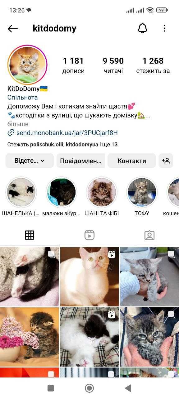 Коти кішки Кошенята різні коты кошки котята