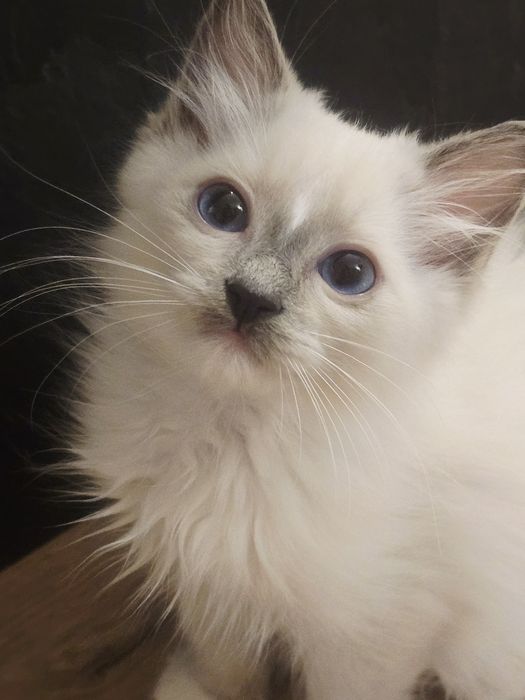 Kociak rasy ragdoll